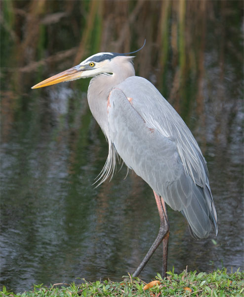 Great Blue Heron by Bob See