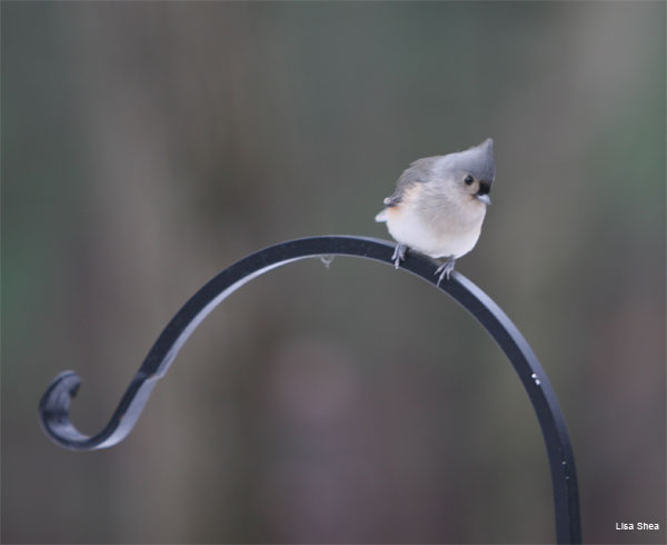 Winter Titmouse by Lisa Shea