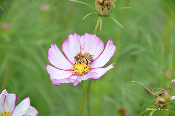 Nectar Delight by Charlene Goodrow